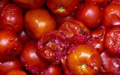 En Floride, les tomates pourries pourraient produire de l&rsquo;électricité