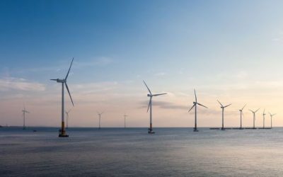 Mer du Nord : poissons, moules et crabes investissent les parcs éoliens