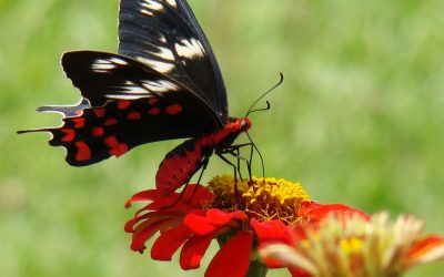 Les ailes de papillons pour des panneaux solaires plus efficaces