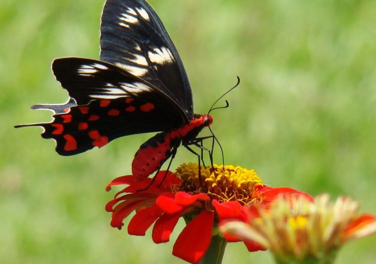 Les ailes de papillons pour des panneaux solaires plus efficaces