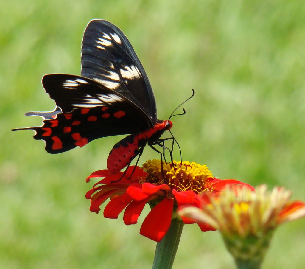 Fleur solaire papillon