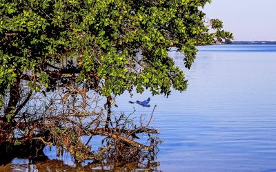 Forages pétroliers : un répit pour l’embouchure de l&rsquo;Amazone