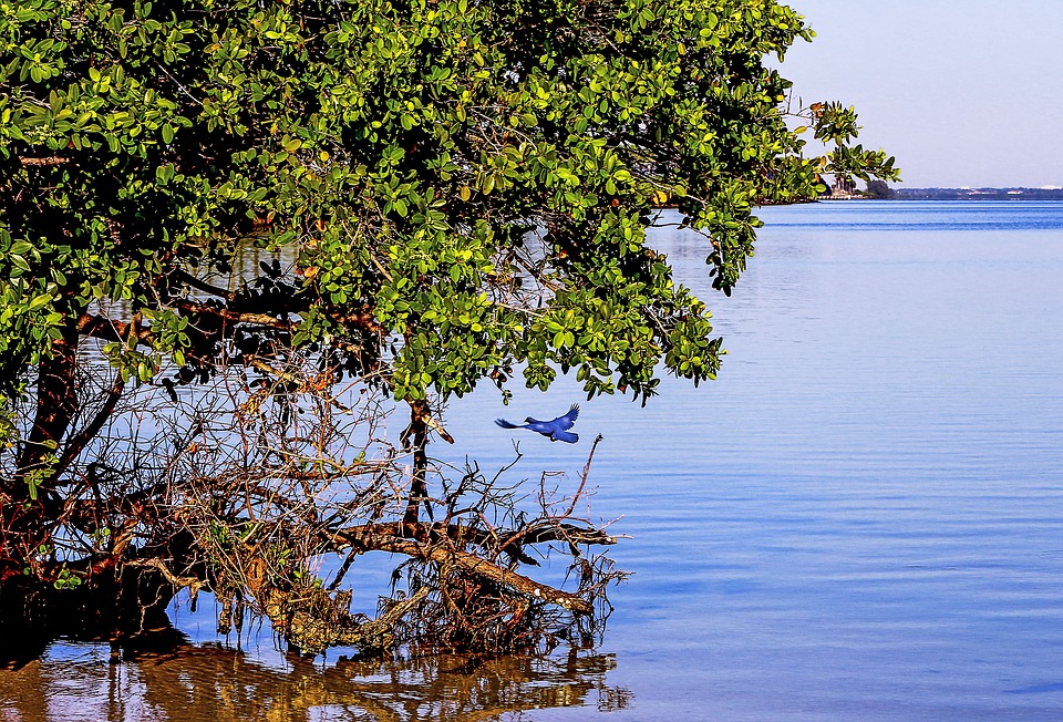 bresil-greenpeace-amazone-petrole