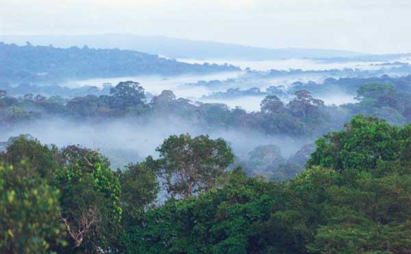 guyane-toucan-2-solaire