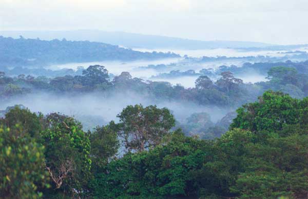 guyane-toucan-2-solaire