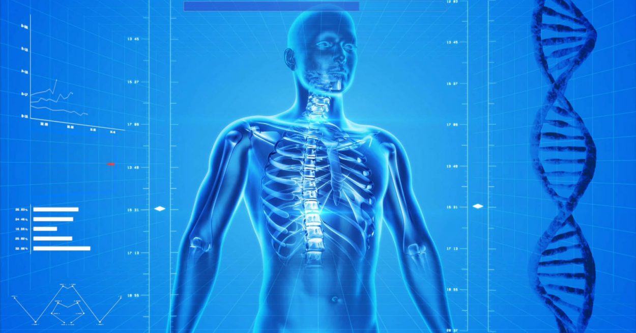 Le corps humain comme source d&rsquo;inspiration de la batterie du futur