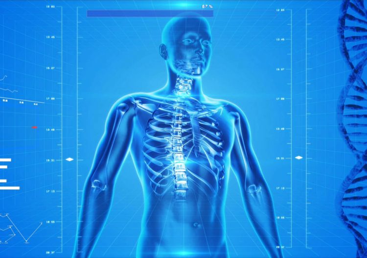 Le corps humain comme source d&rsquo;inspiration de la batterie du futur