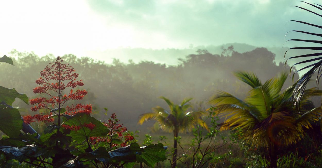 La plus grande batterie de stockage d&rsquo;électricité se construit en Guyane