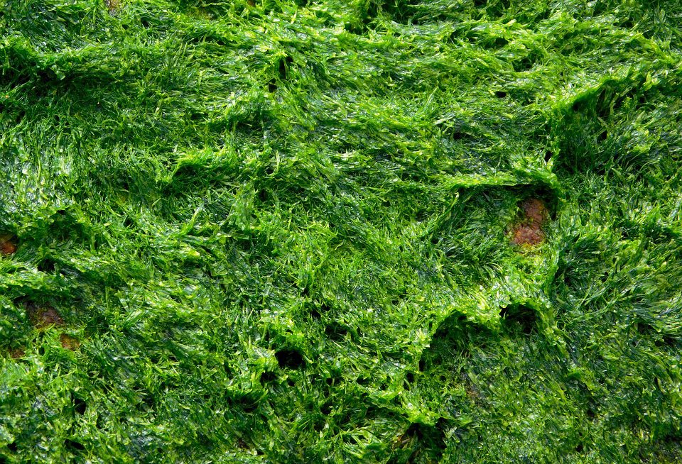 Les puits de carbone, pour transformer le CO² en énergie verte  ?