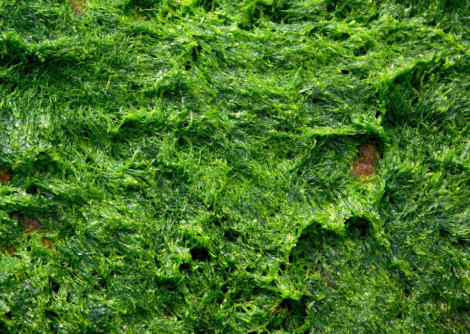 algues-energie-verte-co2-jpg