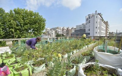 Paris, une capitale de plus en plus agricole