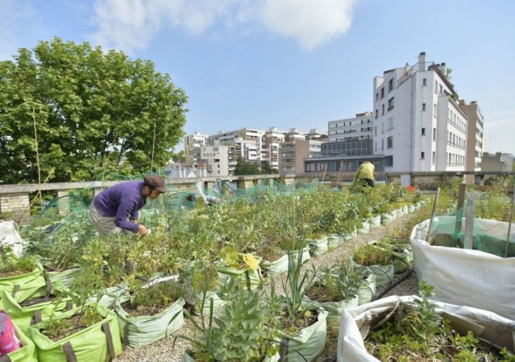 Paris, une capitale de plus en plus agricole