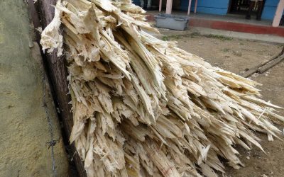 Guadeloupe : la centrale thermique d&rsquo;Albioma convertie à la biomasse