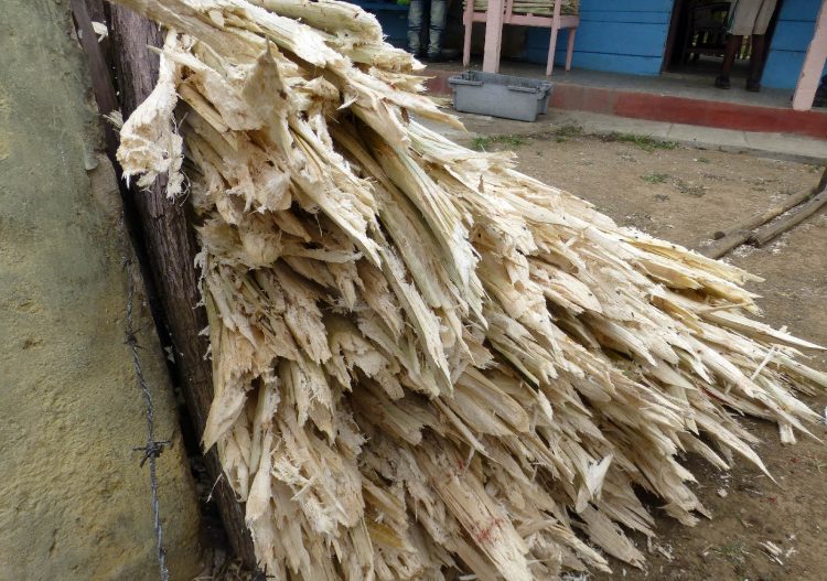 Guadeloupe : la centrale thermique d&rsquo;Albioma convertie à la biomasse