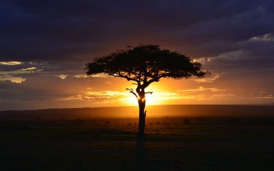Énergie solaire en Afrique, un avenir rayonnant ?