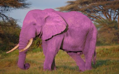 Economie verte et éléphants roses : les emplois « verts » ne sont qu’un rêve (Tribune)