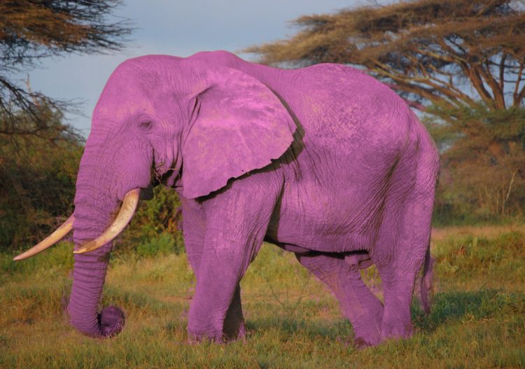 Economie verte et éléphants roses : les emplois « verts » ne sont qu’un rêve (Tribune)