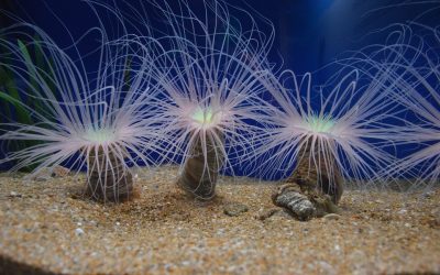 Des algues bioluminescentes pour améliorer le rendement des panneaux solaires