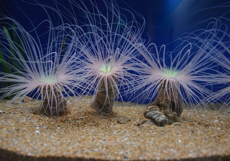 Des algues bioluminescentes pour améliorer le rendement des panneaux solaires