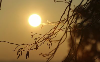 Que signifie le changement climatique pour le solaire, la biomasse et les énergies marines ?