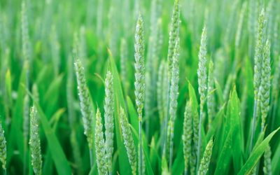 Une décroissance verte pour sauver la planète ? (Tribune)