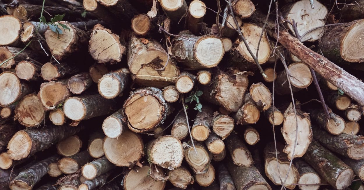 Le bois-énergie, quelle place dans la transition environnementale ?