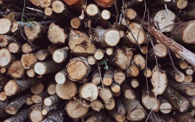 Le bois-énergie, quelle place dans la transition environnementale ?