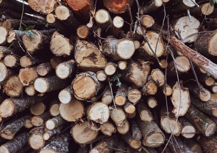 Le bois-énergie, quelle place dans la transition environnementale ?