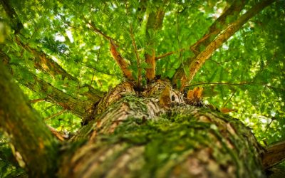 Planter des arbres pour stocker du CO2 ? (Interview)