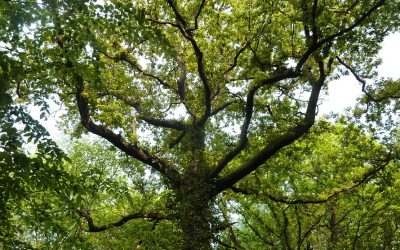 Le bois énergie comme levier de gestion durable du bocage