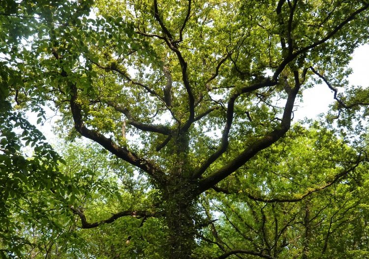 Le bois énergie comme levier de gestion durable du bocage