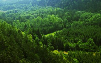 « La forêt française est issue à 87% de régénération naturelle »