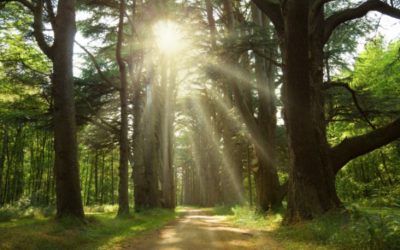 Assises de la forêt et du bois : agencer dès à présent les nombreuses pièces du puzzle pour des avancées concrètes