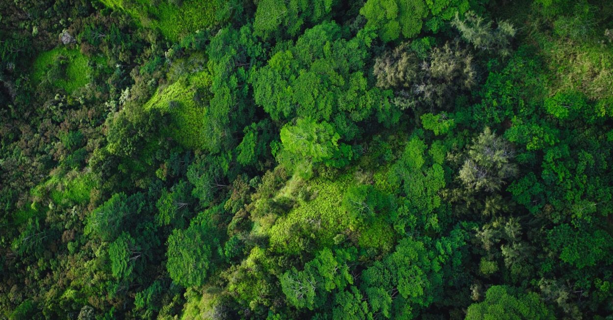 La RDC, un « pays solution » au changement climatique ?