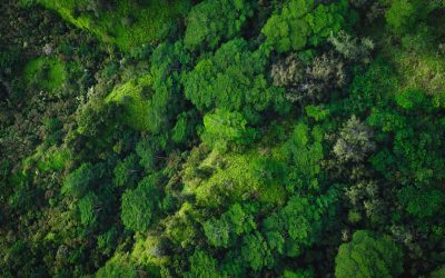La RDC, un « pays solution » au changement climatique ?