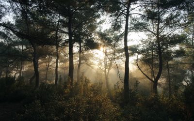 « Les forêts ont un rôle crucial dans l’atténuation des changements climatiques »