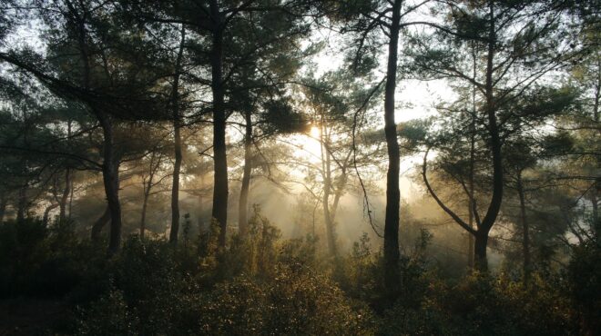 forets ont role crucial dans attenuation changements climatiques - Le Monde de l'Energie