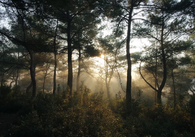 « Les forêts ont un rôle crucial dans l’atténuation des changements climatiques »
