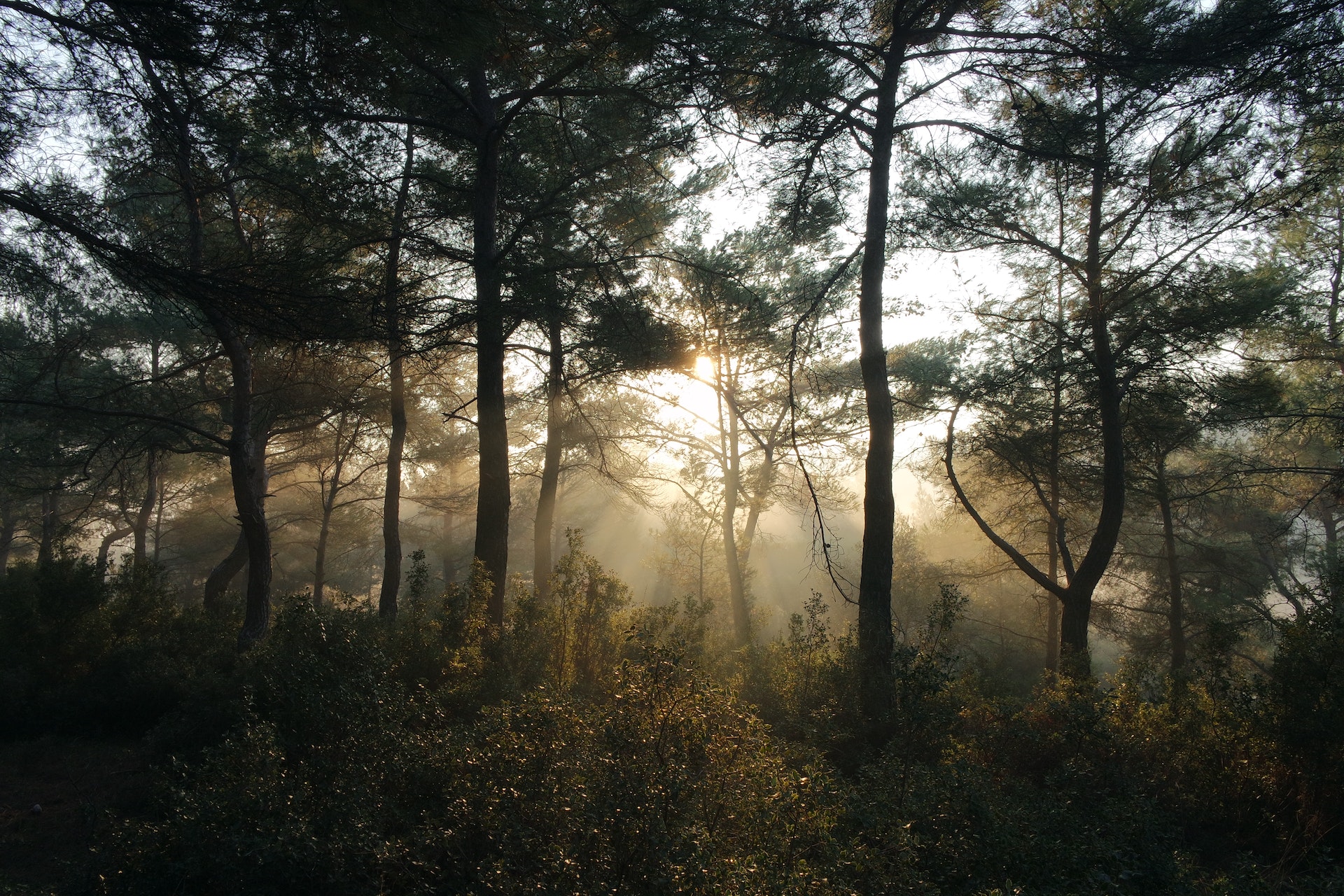 forets ont role crucial dans attenuation changements climatiques - Le Monde de l'Energie