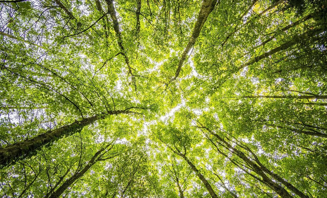 Récolter et utiliser le bois, une nécessité climatique