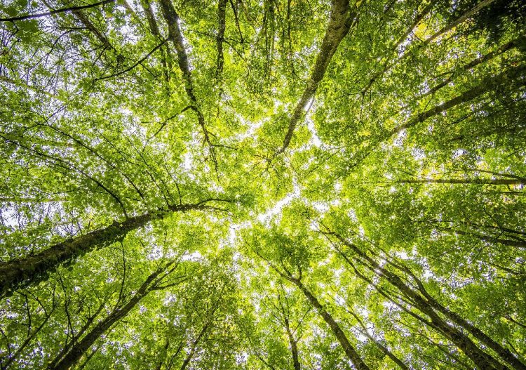 Récolter et utiliser le bois, une nécessité climatique