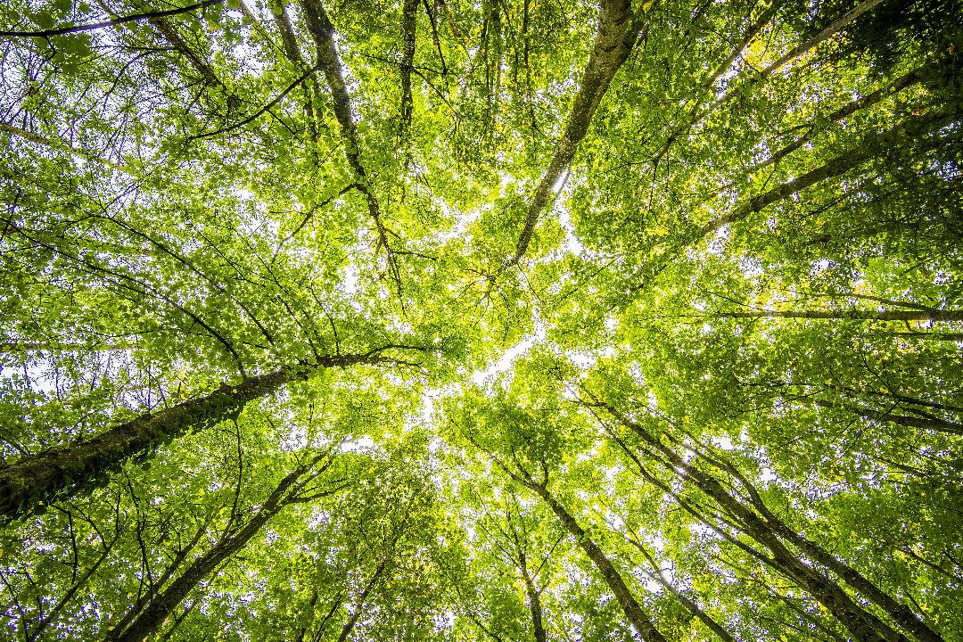 recolter utiliser bois necessite climatique - Le Monde de l'Energie