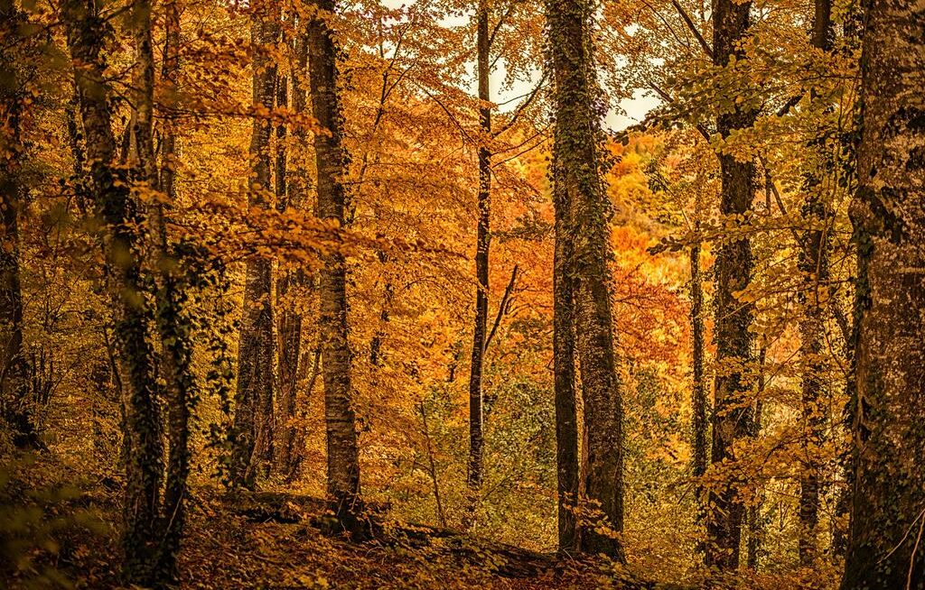 Stratégie Nationale Bas Carbone : quel rôle pour les forêts françaises ?