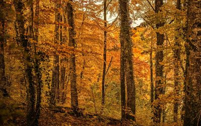 Stratégie Nationale Bas Carbone : quel rôle pour les forêts françaises ?