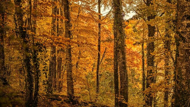 strategie nationale bas carbone quel role pour forets francaises - Le Monde de l'Energie