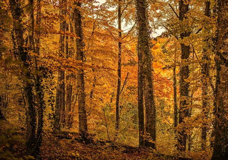 Stratégie Nationale Bas Carbone : quel rôle pour les forêts françaises ?