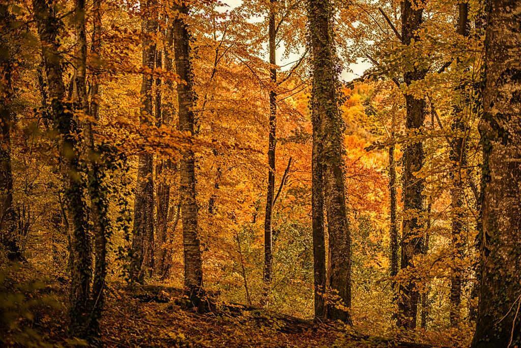 strategie nationale bas carbone quel role pour forets francaises - Le Monde de l'Energie