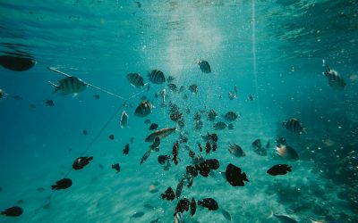 La réoxygénation des océans, un doux rêve ou bientôt une possibilité grâce à la production d’hydrogène vert en mer ?