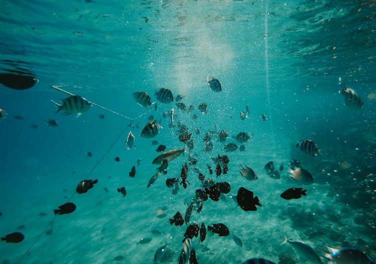 La réoxygénation des océans, un doux rêve ou bientôt une possibilité grâce à la production d’hydrogène vert en mer ?