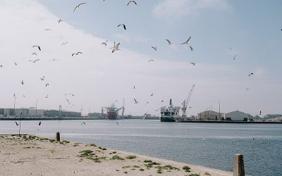 « Les ports sont activement impliqués dans l’effort collectif de décarbonation »